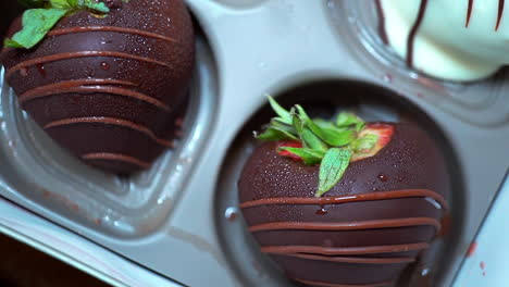 fresh strawberries dipped in white and dark chocolate with droplets from condensation as they chill in the pan - close up isolated view