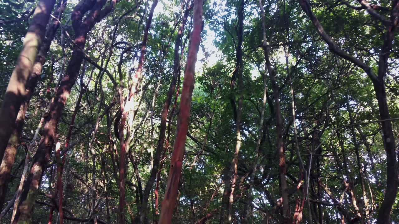 景色豐富的樹木 成長較小,較高,更靠近對方