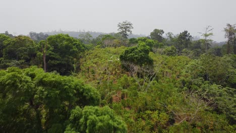 Vuelo-De-Drones-Sobre-Plantaciones-En-La-Jungla