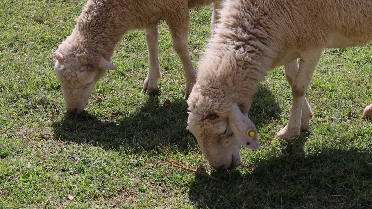 dos ovejas comiendo hierba en un campo soleado
