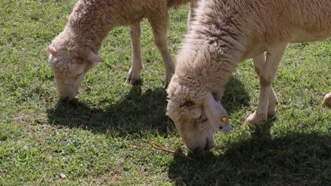 two sheep eating grass in a sunny field