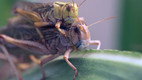 macro shot of couple grasshoppers pairing and mating on green leaf in nature,4k - locusta migratoria detail shot during sex