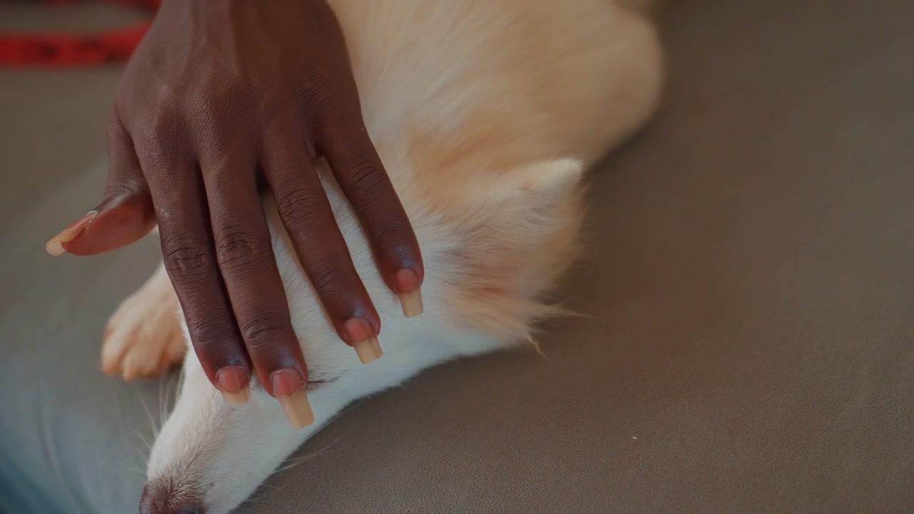 Compagnonnage animalier paisible. Environnement intérieur détendu mettant en scène une connexion attentionnée entre chien et humain. Cadre intérieur serein capturant les échanges affectueux entre une personne et son adorable ami canin.