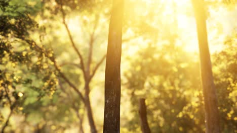 bosque de alerces con luz solar y sombras al amanecer