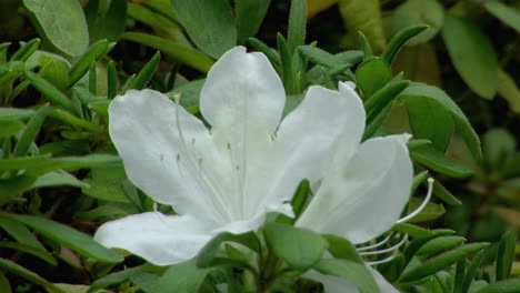 close-up of white azalea blossom