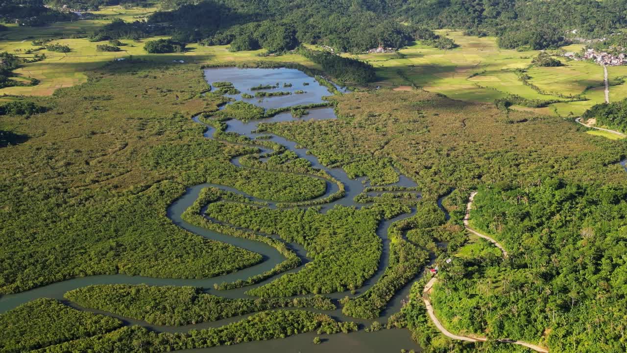 Aerial orbit of vibrant, lush mangrove forest setting with winding rivers and hillside road during daytime at Bato, Catanduanes, Philippines