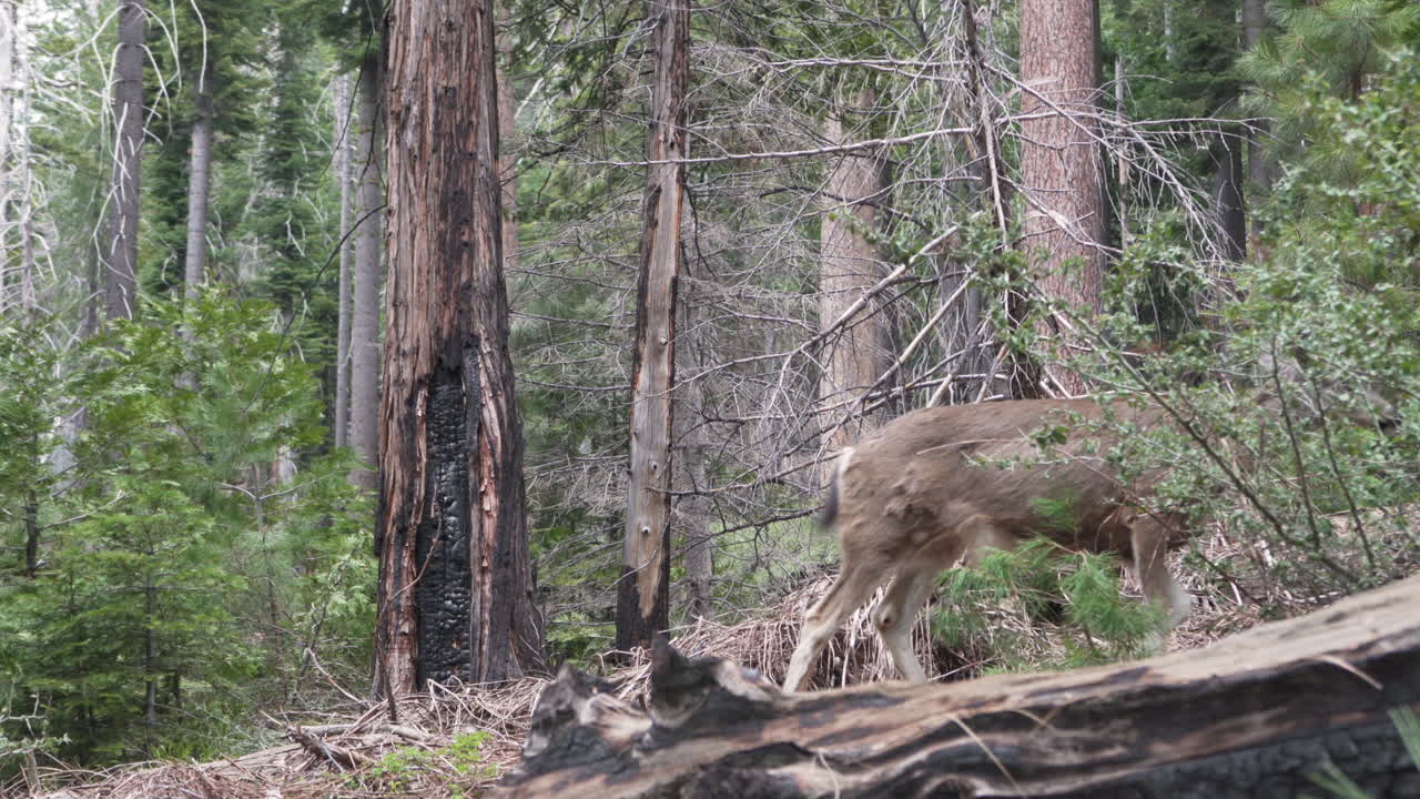 Close up shot of black-tail deer walking in the forest and out of the frame