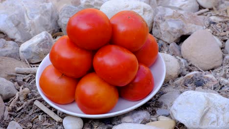 stack of large, red and ripe tomatoes on plate in natural outdoors rocky environment, ingredients for preparing healthy lunch during hike