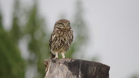 Gefleckte-Braune-Kleine-Eule,-Die-Auf-Einem-Holzstumpf-Sitzt-Und-Aufmerksam-Nach-Vorne-Starrt,-Nahaufnahme