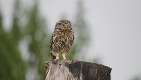 un pequeño búho marrón moteado encaramado en un tronco de madera mira fijamente hacia adelante, de cerca