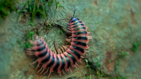 fotografía macro de un ciempiés moviéndose lentamente sobre una superficie cubierta de musgo en las grandes montañas humeantes, mostrando detalles intrincados