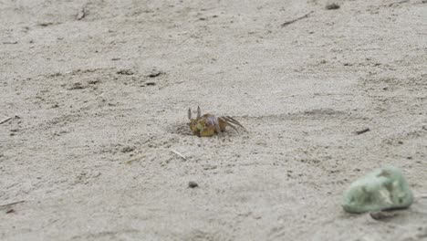 Un-Cangrejo-Solitario-Descansando-En-La-Orilla-Arenosa-De-La-Playa-De-Olon,-Ecuador