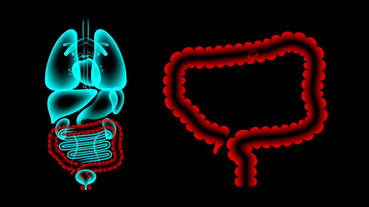 Human Male Organs X-ray set, Large intestine infection concept idea red color illustration isolated glow in the dark background, seamless looping animation 4K with copy space