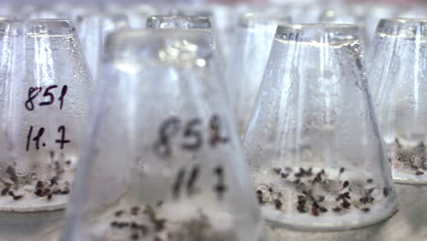 plant seedlings growing under test laboratory glassware. germinated plant sprouts