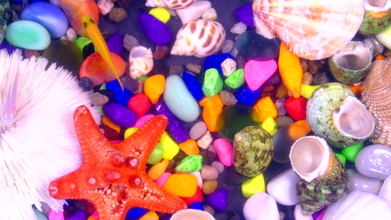 다채로운 수족관에서 물 에 있는 물고기