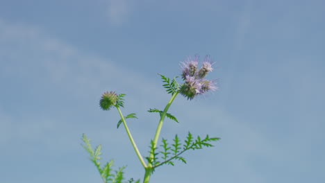 Flor-De-Tansy-Phacelia-Temblando-En-El-Viento-En-Un-Día-Soleado,-Cerrar,-Tirar-Del-Foco