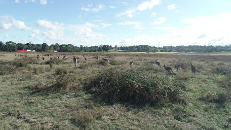 Low-altitude-approach-behind-a-mob-of-kangaroos-bouncing-away-into-the-distance