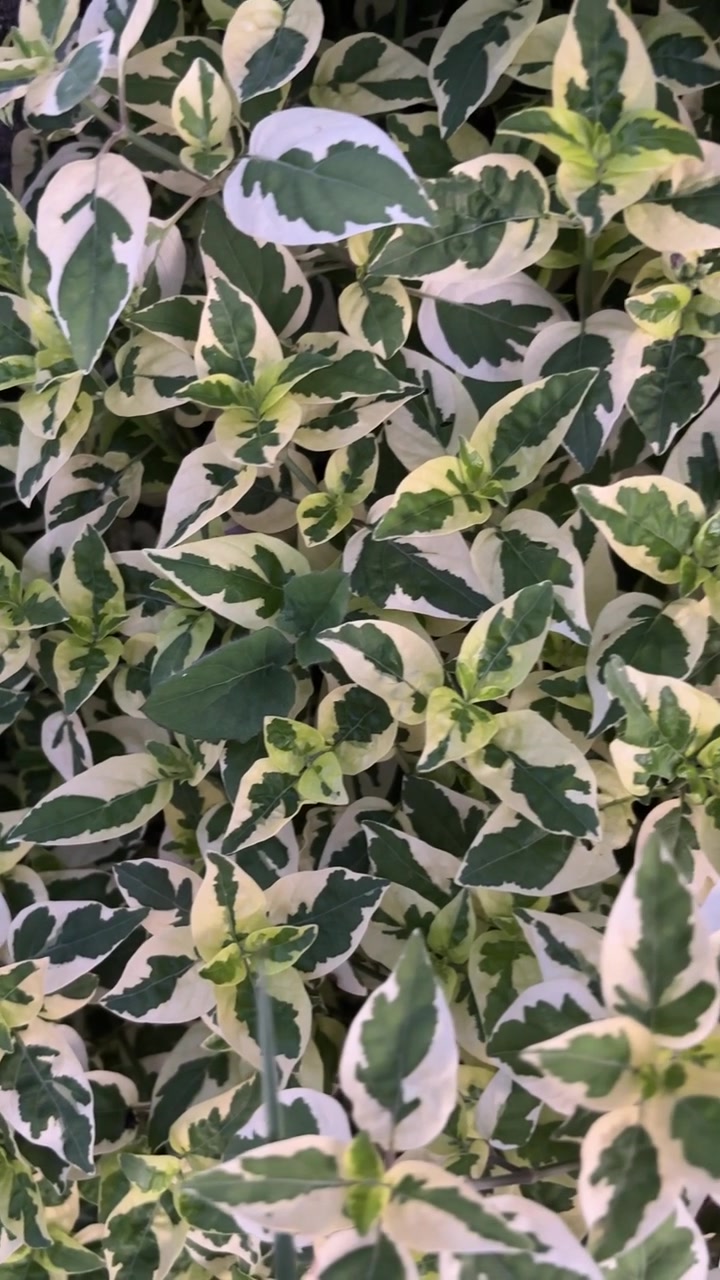 Primo piano di foglie di pianta variegate verdi e bianche che ondeggiano