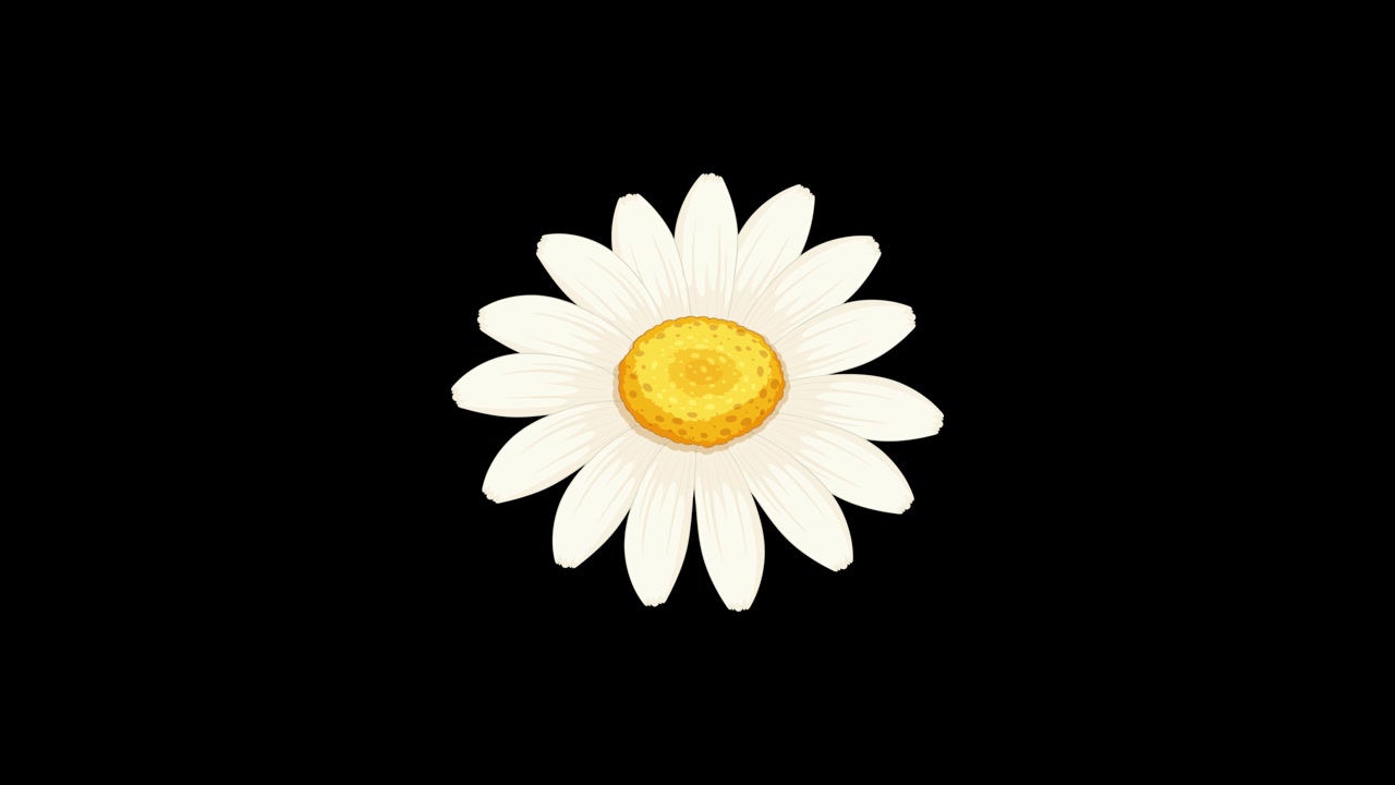 A daisy blooms and disintegrates against changing backgrounds, showcasing dynamic transitions and vibrant colors