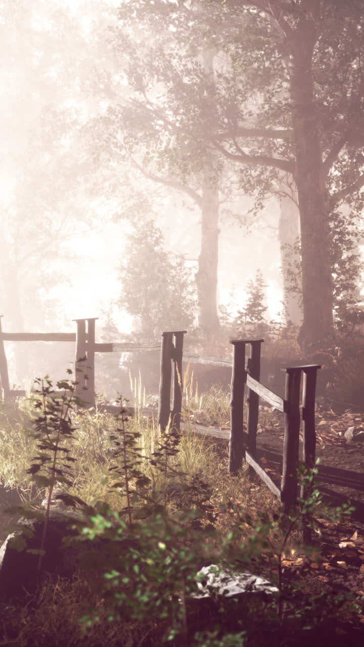 나무 울타리와 함께 안개 숲 길