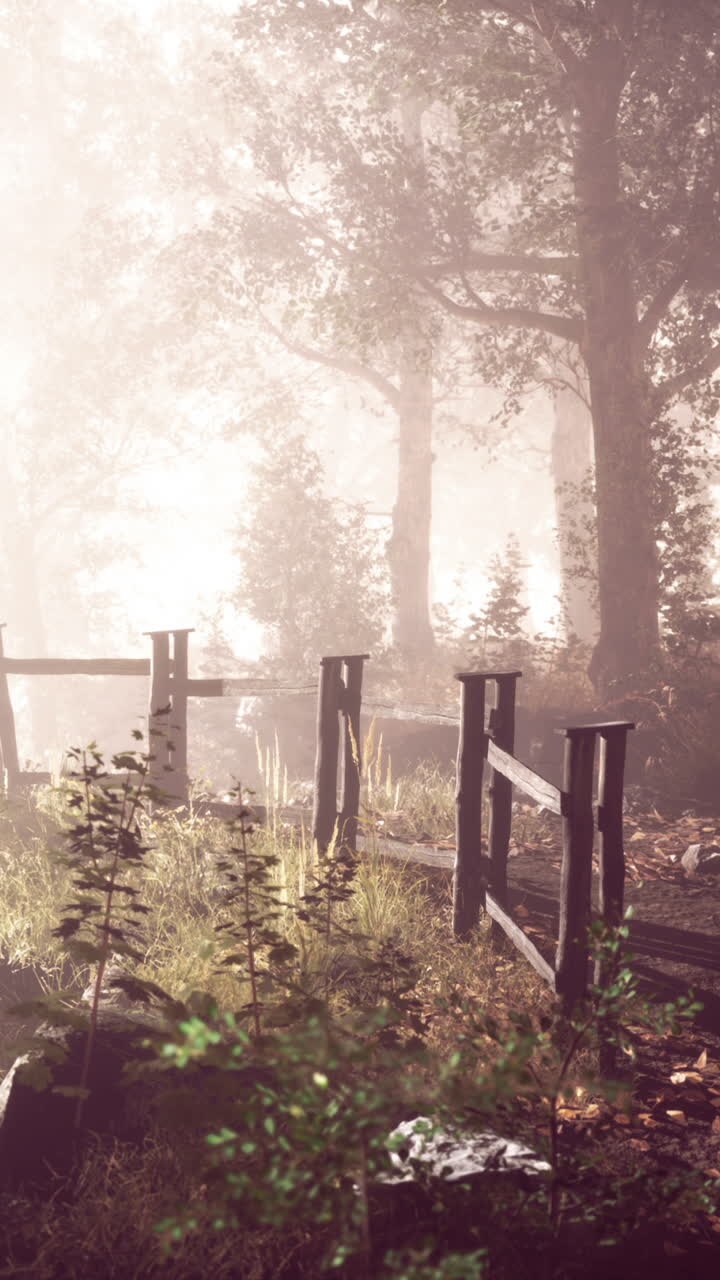Foggy Forest Path with Wooden Fence