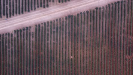 Aerial-view-of-purple-lavender-field-in-Brihuega,-Guadalajara,-Spain