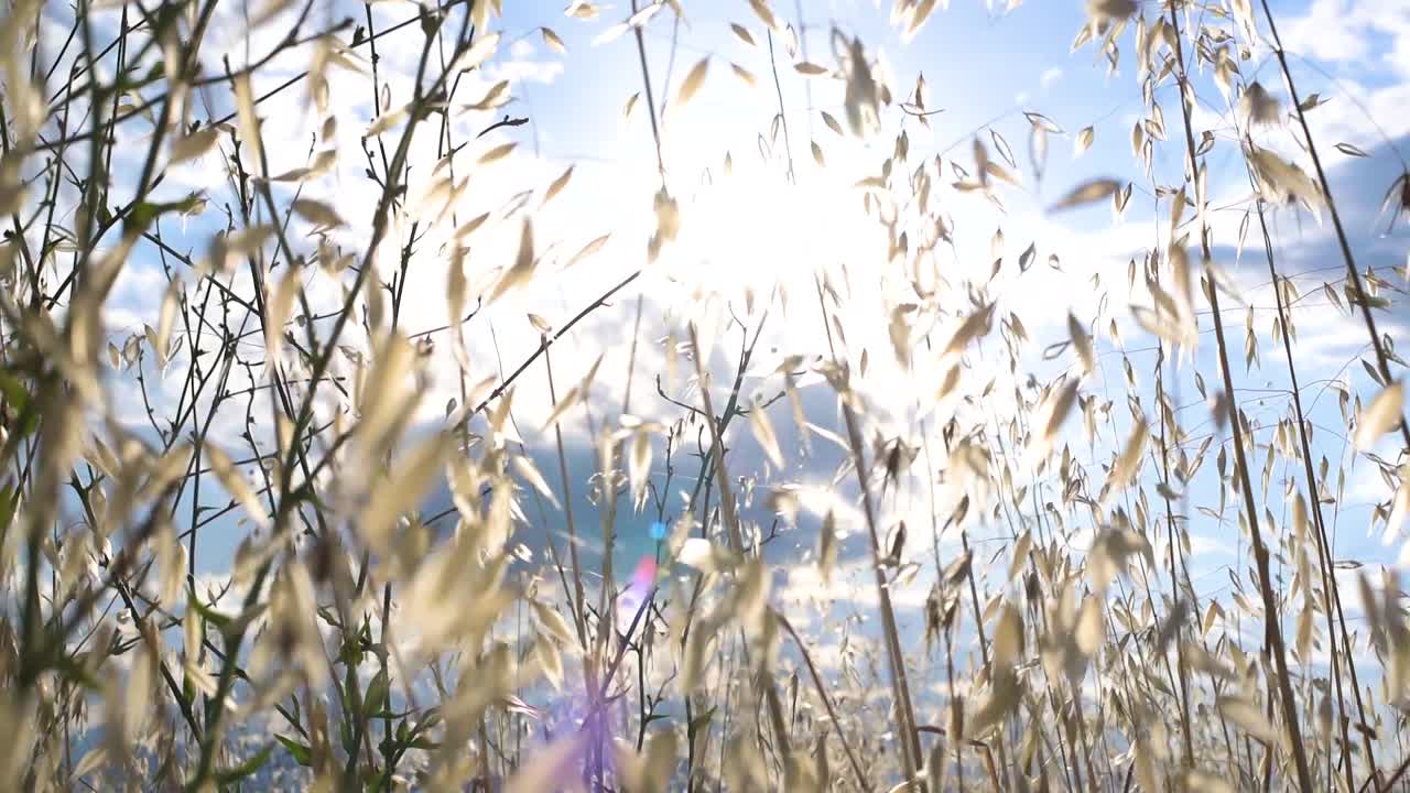잎의 가지를 통해 오는 빛