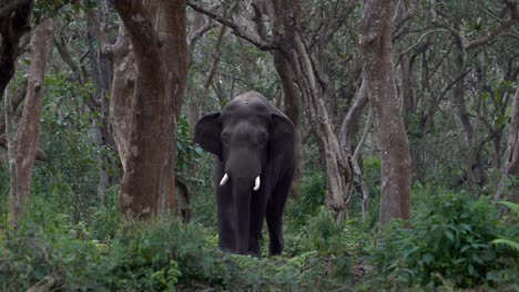 a wild elephant standing in the dense jungle in the chitwan national park in nepal