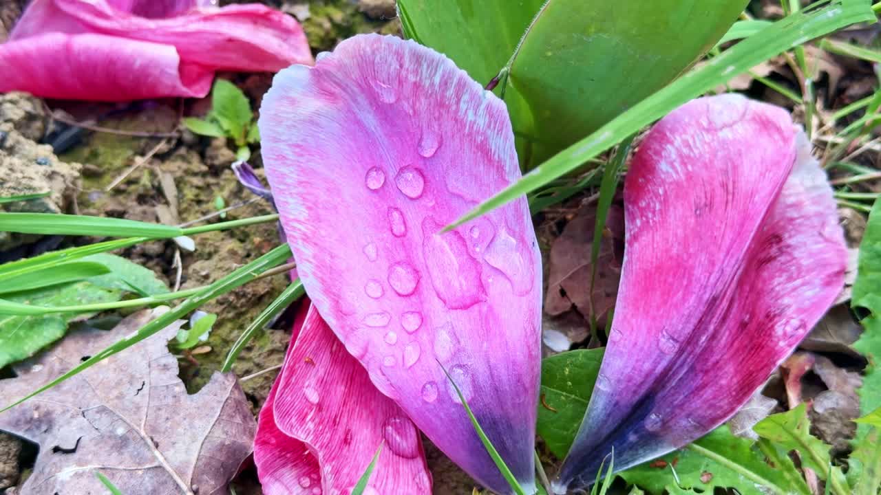 Scatto macro di petali di fiori rosa caduti con rugiada mattutina che giacciono su erba e terra.