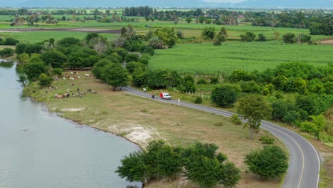 rural landscape with cows and country road