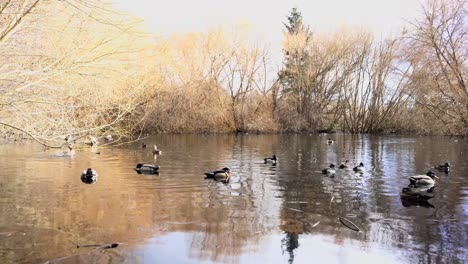 flock of ducks gathering on a pond on a sunny winters day