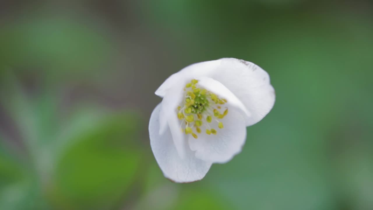 Brilliant White Snowdrop Anemone Flower In Partial Bloom - sliding reveal shot