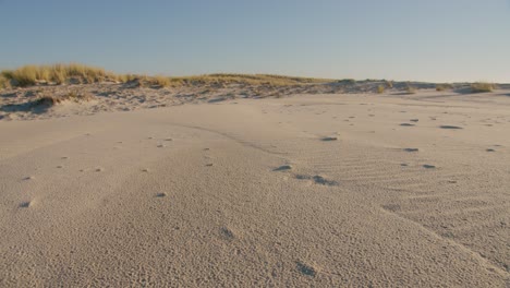 sandy beach and small dunes with coastal plants on top on sunny day, dolly forward