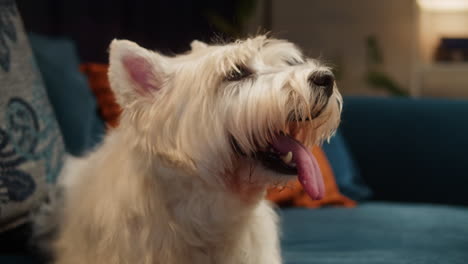 close-up of a west highland white terrier dog on a blue couch