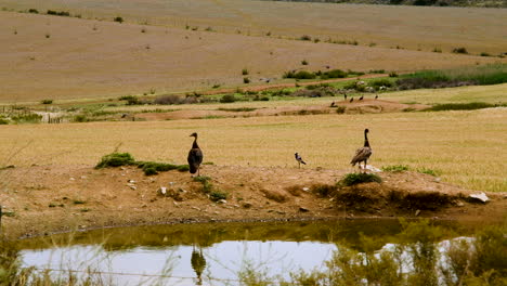 Spornflügelgänse-Auf-Der-Seite-Eines-Kleinen-Damms-In-Einer-Trockenen-Farmlandschaft