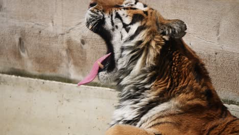 slow motion shot of tiger yawning outdoors during sunny day in the morning,close up