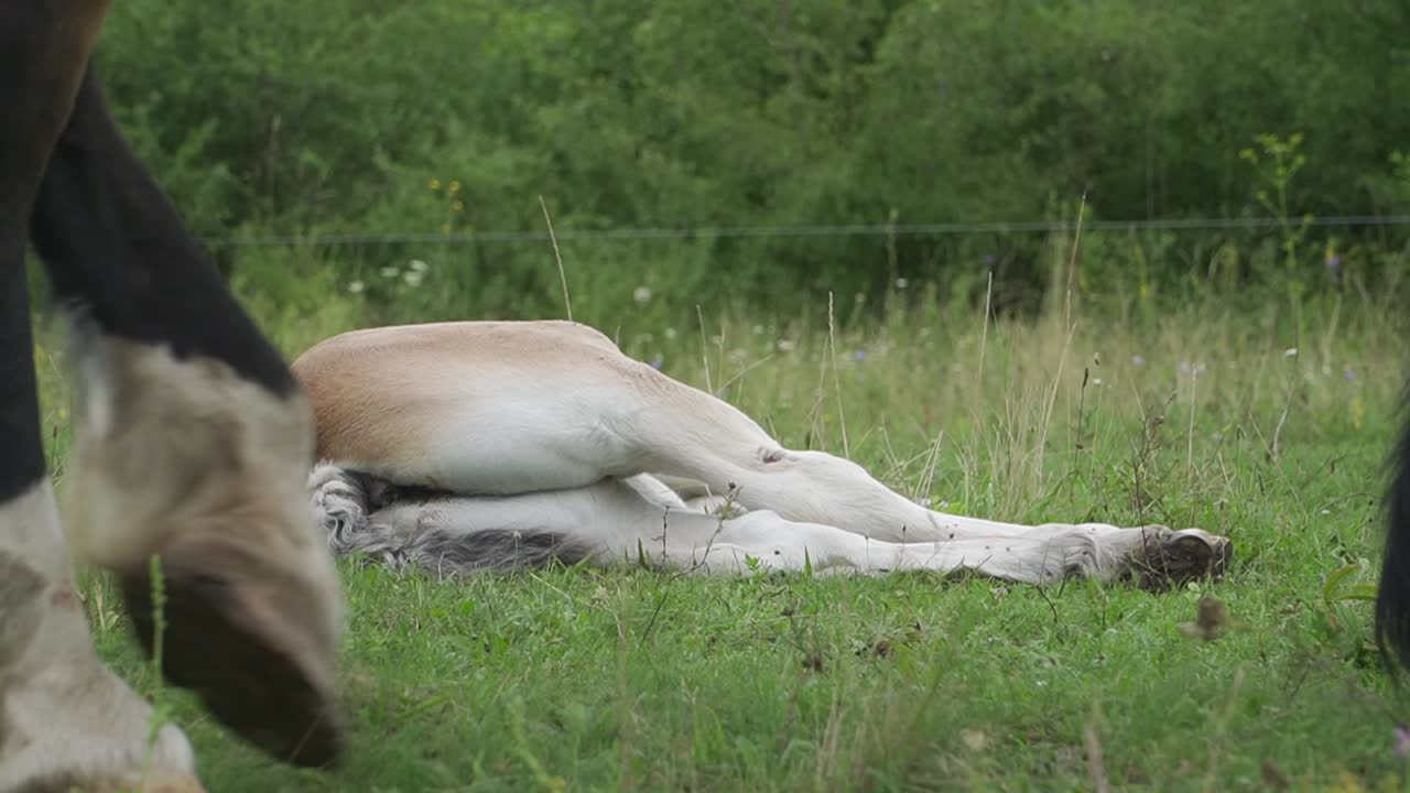 Horse Legs With Young Horse Foal In Background Lying On Green Grass In Farmland