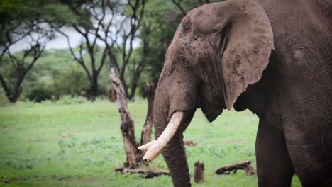 African-elephant-eating-grass-in-slow-motion,-Zimbabwe,-Africa