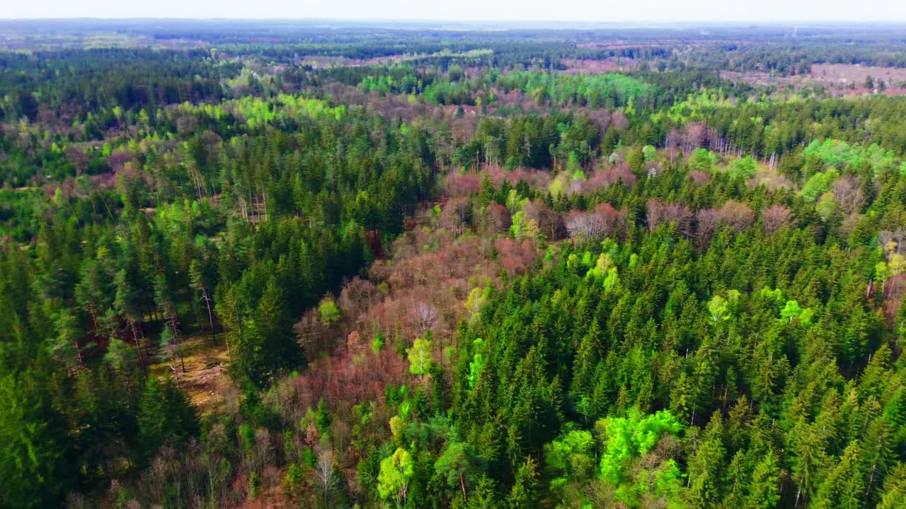 봄 꽃이 피는 혼합 숲의 넓은 공중 파노라마