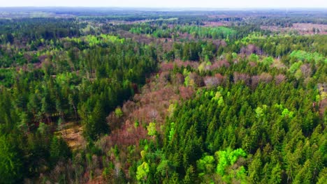 Ausgedehntes-Luftpanorama-Eines-Mischwalds-In-Voller-Frühlingsblüte