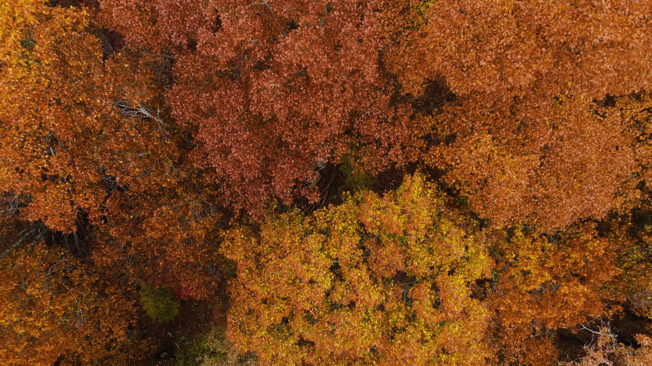 Orange Forest In Autumn At Devil's Den State Park, Arkansas, USA - Aerial Top Down