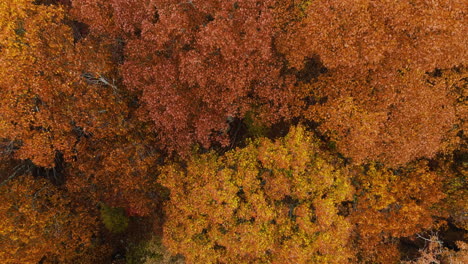 Bosque-De-Naranjos-En-Otoño-En-El-Parque-Estatal-Devil&#39;s-Den,-Arkansas,-EE.UU.---Antena-Arriba-Hacia-Abajo