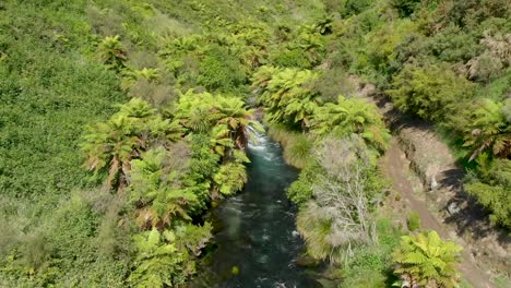 Volando-Sobre-Una-Corriente-De-Agua-Dulce-Limpia,-Blue-Spring-Putaruru,-Nueva-Zelanda