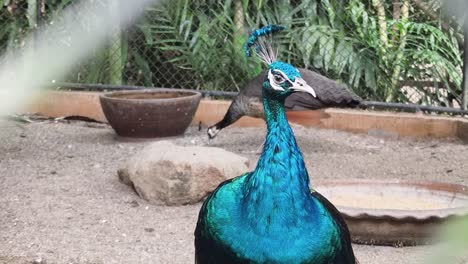 peacock in a zoo