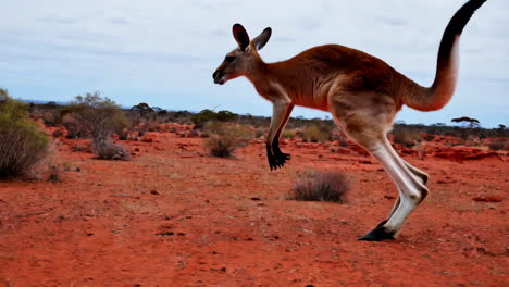 a kangaroo hopping through the australian outback