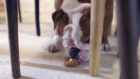 un lindo cachorro bulldog inglés lamiendo galletas en el suelo de hormigón debajo de las sillas y la mesa