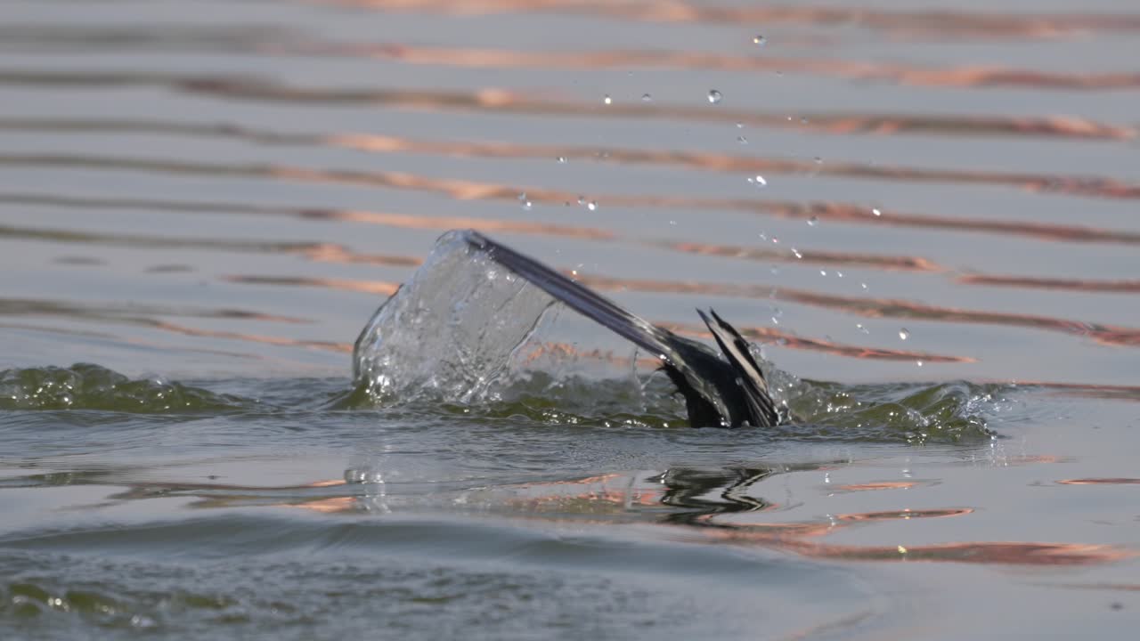 Some cormorants swimming around on a lake and then diving into the water to go fishing