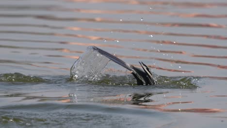 Einige-Kormorane-Schwimmen-Auf-Einem-See-Herum-Und-Tauchen-Dann-Ins-Wasser,-Um-Zu-Angeln