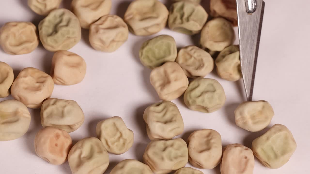 Close-up video of a scalpel sorting dwarf pea and bean seeds on a white surface under bright lighting