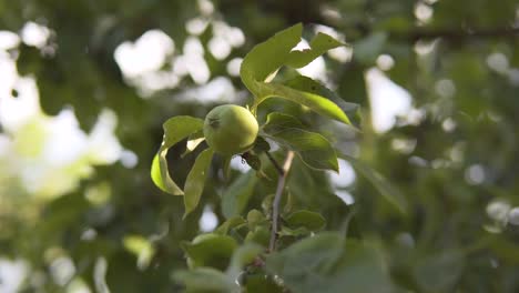 unripe apples sways in the wind in the evening, a branch of the apple tree